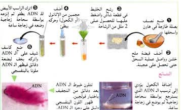 تجربة استخلاص adn من البصل تجربة الكشف عن adn في البصل